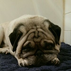 Meet your Posher, Suzanne